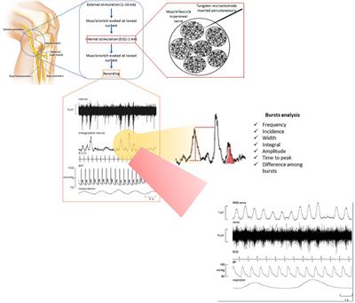 Sympathetic and Vagal Nerve Activity in COPD: Pathophysiology, Presumed Determinants and Underappreciated Therapeutic Potential